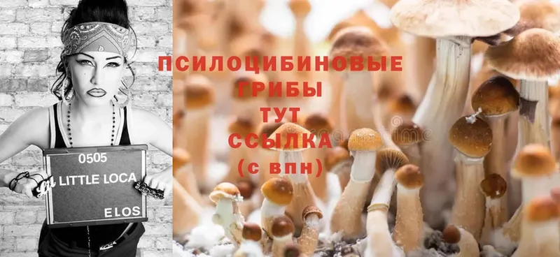 Галлюциногенные грибы Psilocybine cubensis  Нижняя Салда 